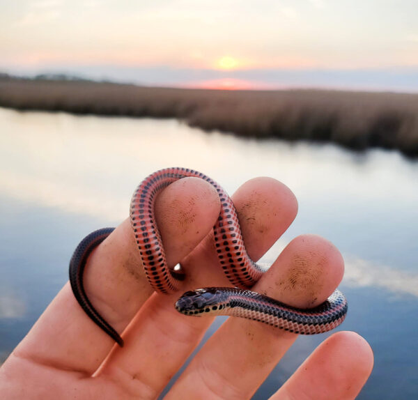 Un jeune serpent arc-en-ciel commun trouvé dans la plaine côtière de Virginie. Photo prise par ©Myles Masterson