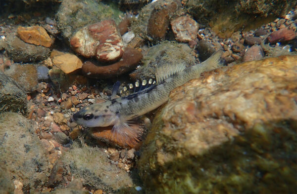 Une image du dard Duskytail