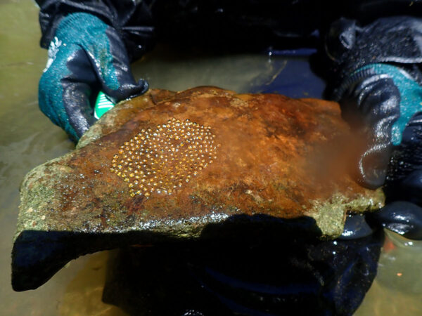 Un biologiste aquatique du DWR présente un rocher où niche un dard-de-roche sombre.