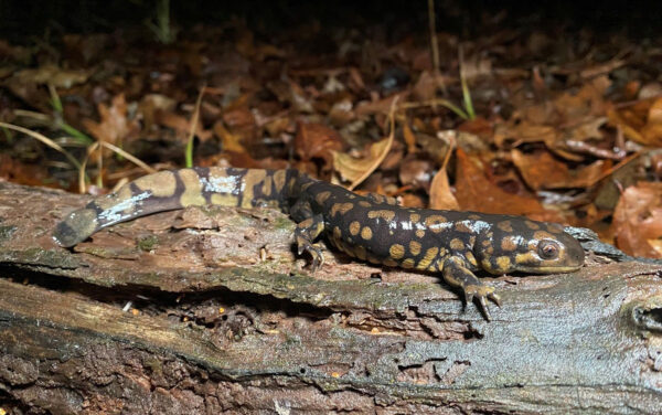 Salamandre tigrée de l'Est adulte perchée sur un tronc. Photo par ©J.D. Kleopfer - DWR
