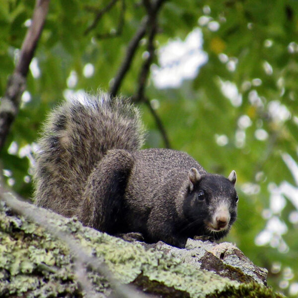 Un écureuil renard du Sud-Est est perché dans un grand arbre. Photo prise par l'©, Donna Raadt