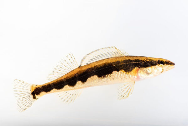 Une image du dard-sickle