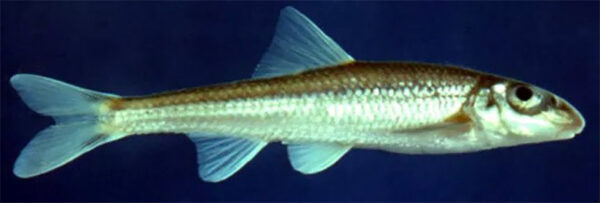 Une image du Slender Chub