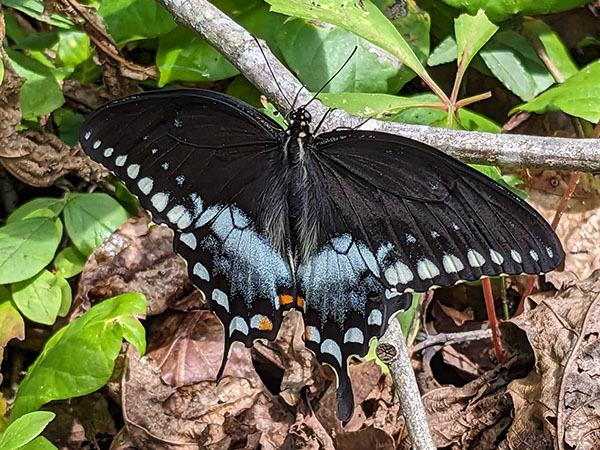 L'hirondelle des épinettes est l'une des espèces que l'on trouve couramment dans le parc. Crédit photo : Hilda LeStrange