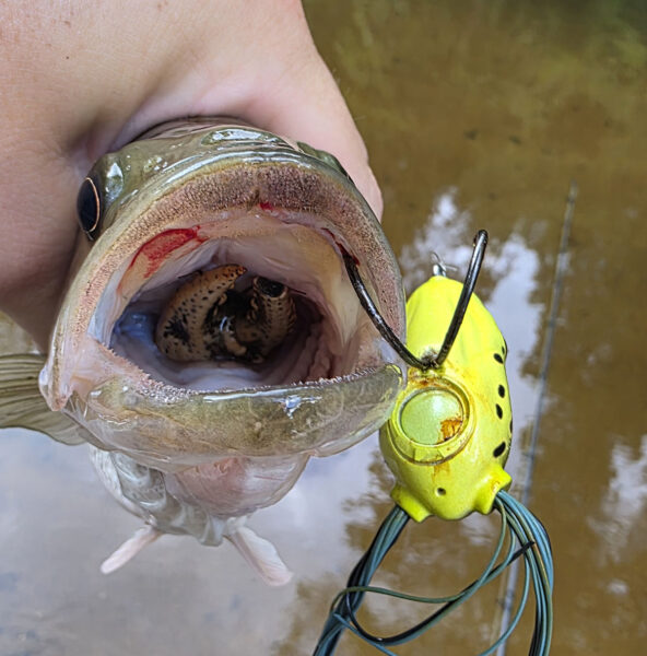 Un bar tacheté avec une écrevisse dans la gorge qui a tout de même mordu à un leurre grenouille de surface.