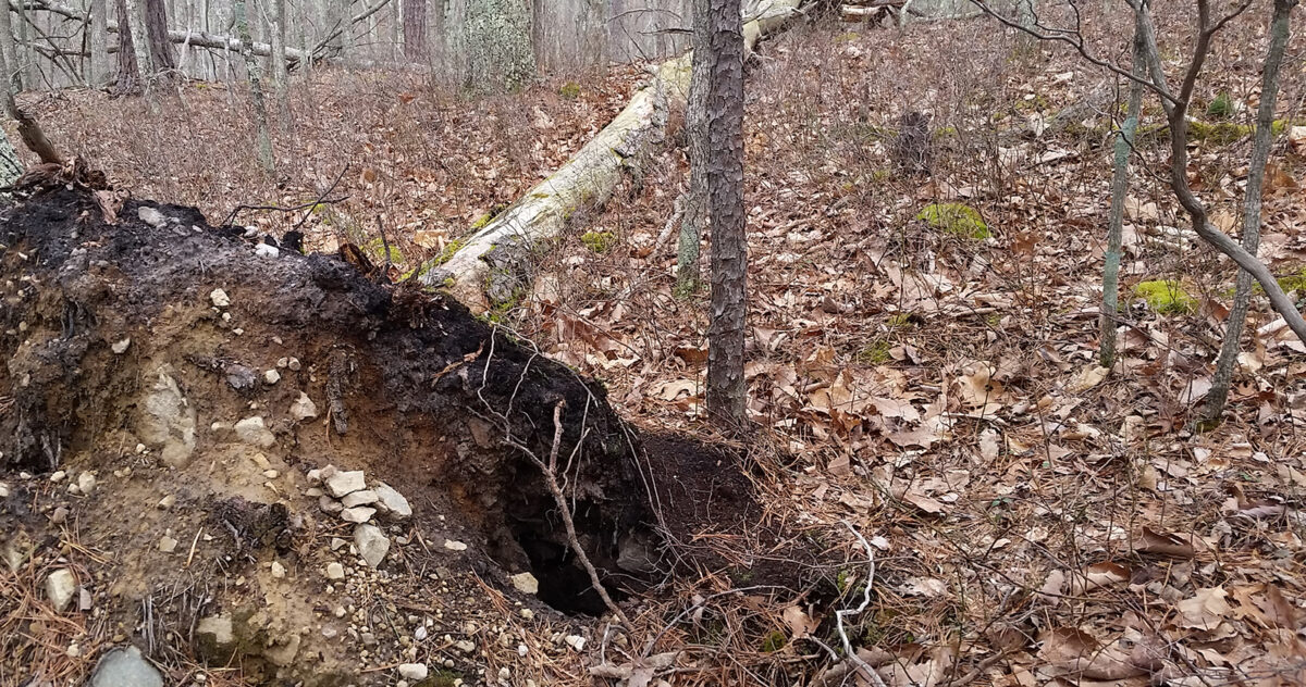 Photo d'un arbre tombé avec l'ouverture d'une tanière dans la terre de la motte.