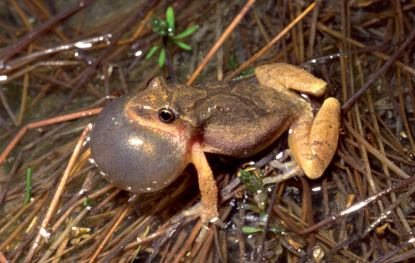 Une image de Spring Peeper