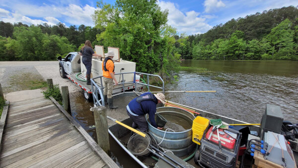 Image de biologistes du DWR transportant des poissons d'élevage dans des réservoirs en vue de leur introduction dans la nature.