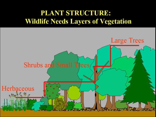 Une image montrant que les plantes herbacées se trouvent en dessous des arbustes et des petits arbres qui se trouvent en dessous des grands arbres avec la légende "La faune a besoin de couches de végétation."