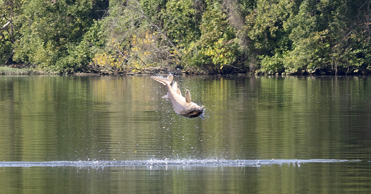 Image d'un esturgeon noir dans un moment d'élan aérien après avoir sauté hors de l'eau de la rivière James.