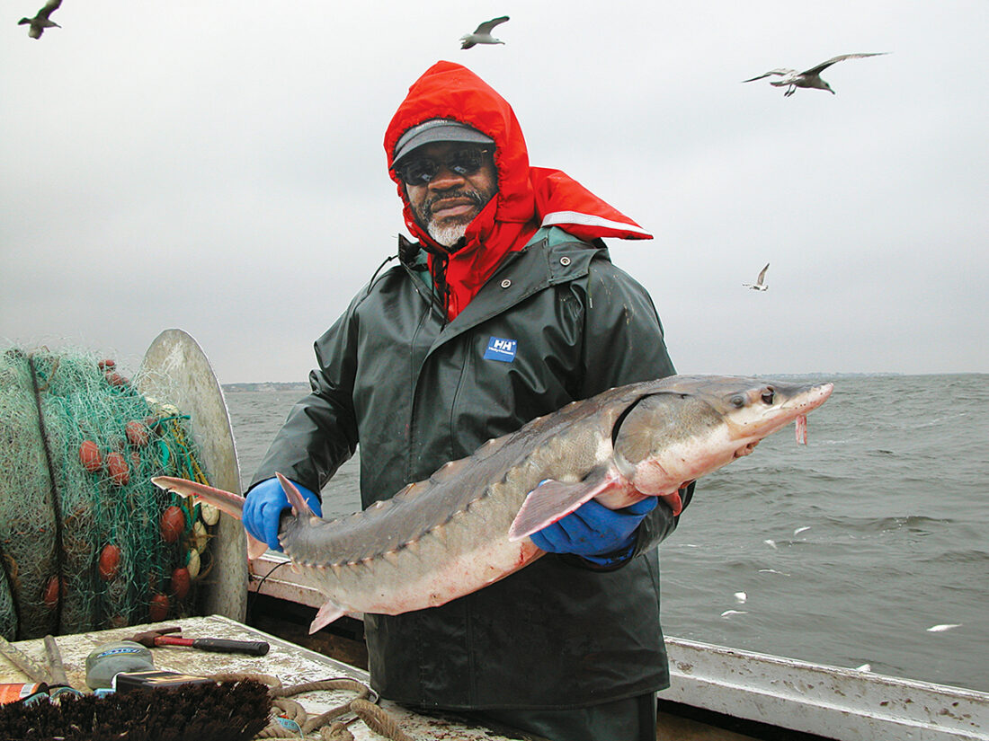 Image d'un employé du DWR tenant un esturgeon sur un bateau ; le poisson mesure environ 2 et demi pieds de long avec un dos gris et un ventre bronzé et sur sa tête plate se trouve une petite moustache bronzée.