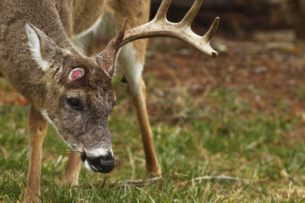 Image d'un cerf dont l'un des bois est tombé et de la croûte qui s'est formée à la suite de cette chute.