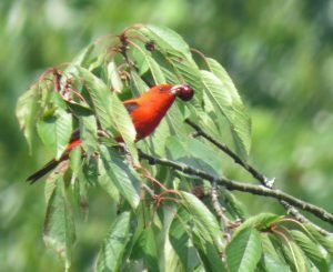 Tangara écarlate mangeant des cerises