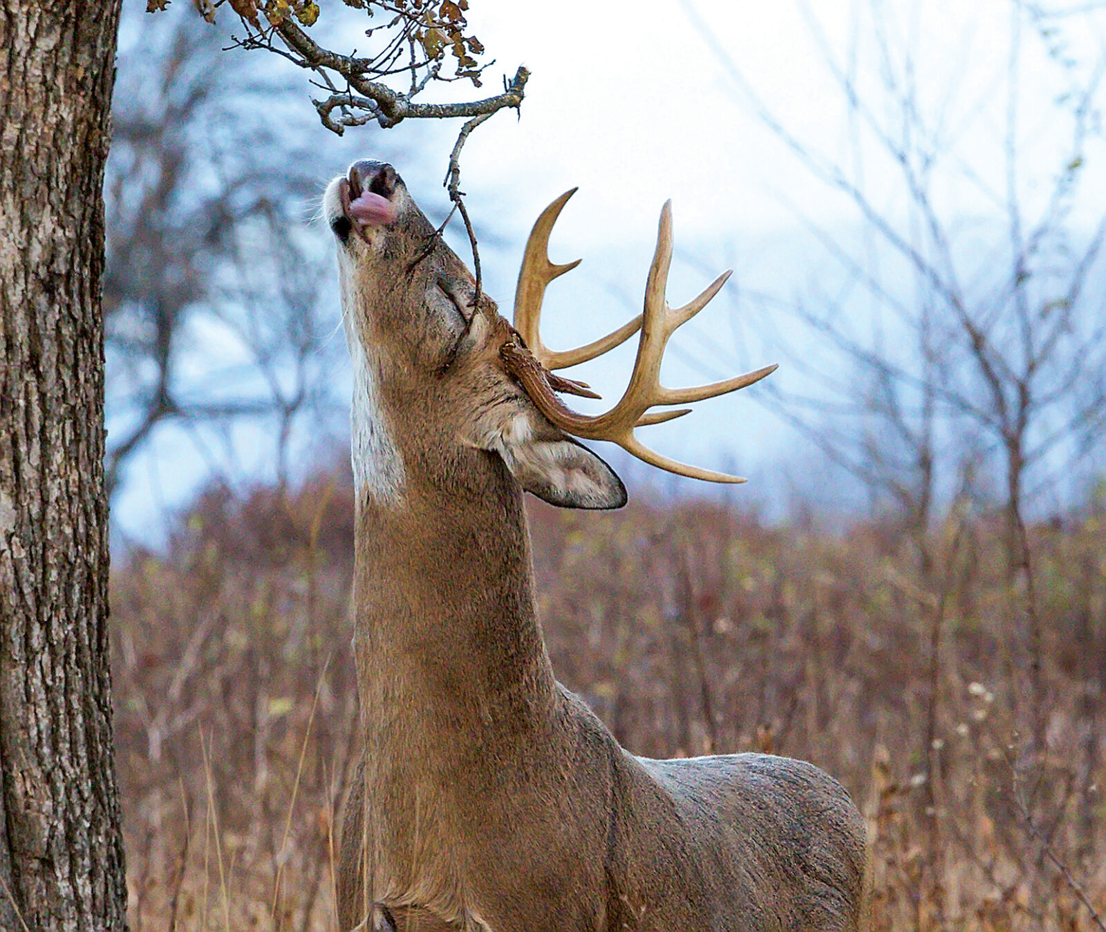 Un cerf se grattant le visage à l'aide d'une branche d'arbre