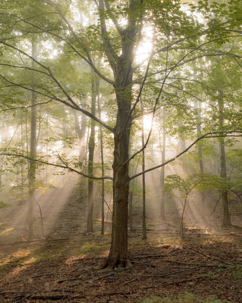 Une image esthétiquement attrayante d'un arbre avec une multitude de rayons lumineux présents