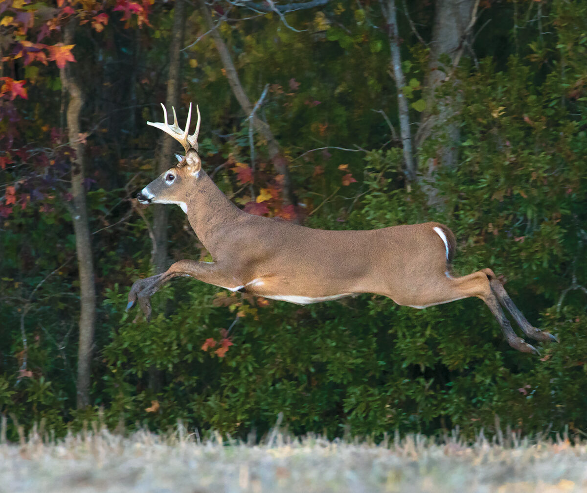 Un mâle de deux ans en bonne santé ; lorsqu'il est en bonne santé, le cerf a tendance à garder ses bois plus longtemps.