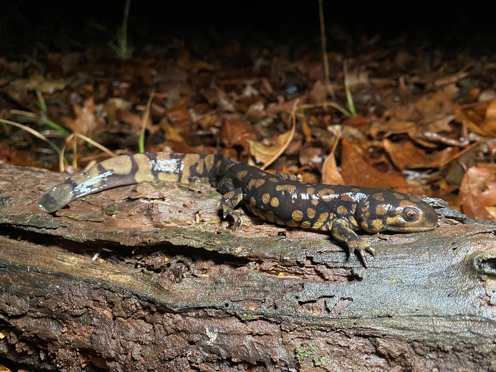 Photo d'une salamandre sur un tronc d'arbre prise de nuit avec un flash.