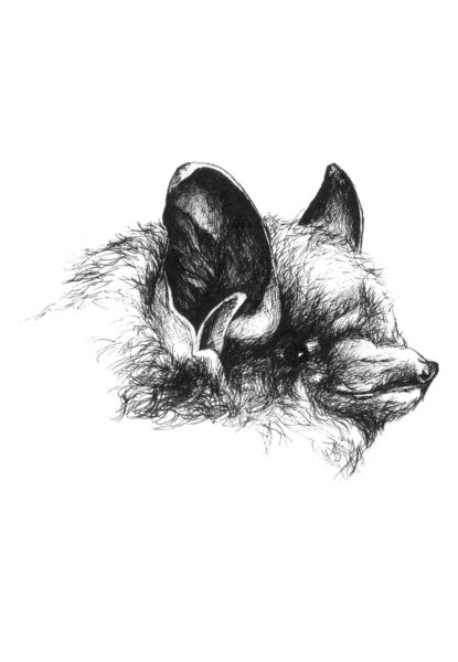 Une image de pipistrelle orientale (chauve-souris tricolore)