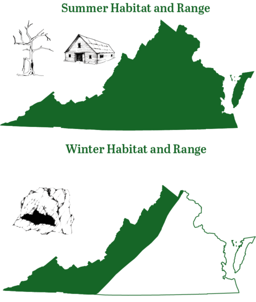 Gamme de chauves-souris tricolores pour l'hiver et l'été