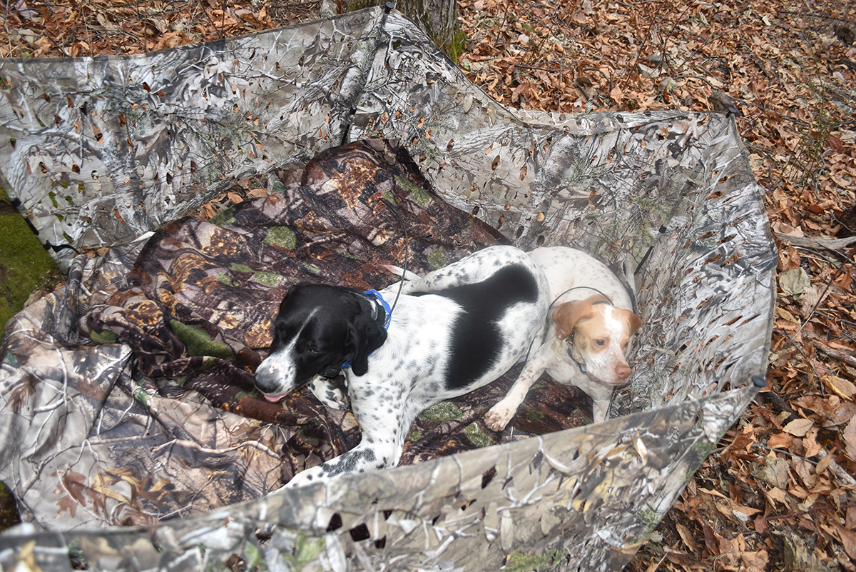Les chiens de chasse Bailey et Briar attendent dans un affût de camouflage que leur maître appelle les dindes.
