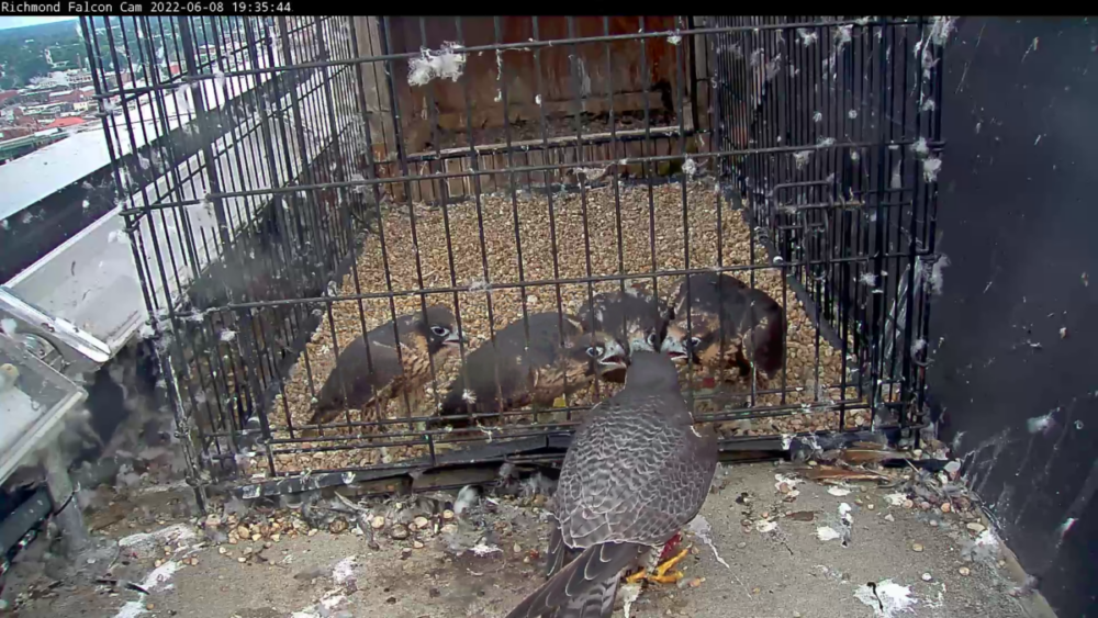 Image d'un faucon pèlerin adulte mâle donnant un rat à ses poussins dans l'enclos.