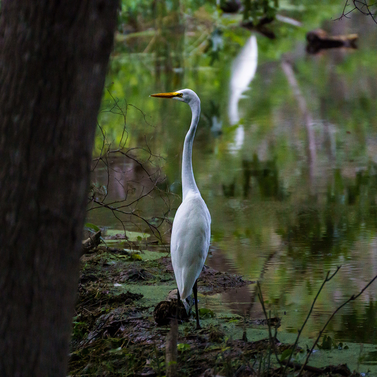 Une grande aigrette vue depuis le sentier d'interprétation de Greenspring