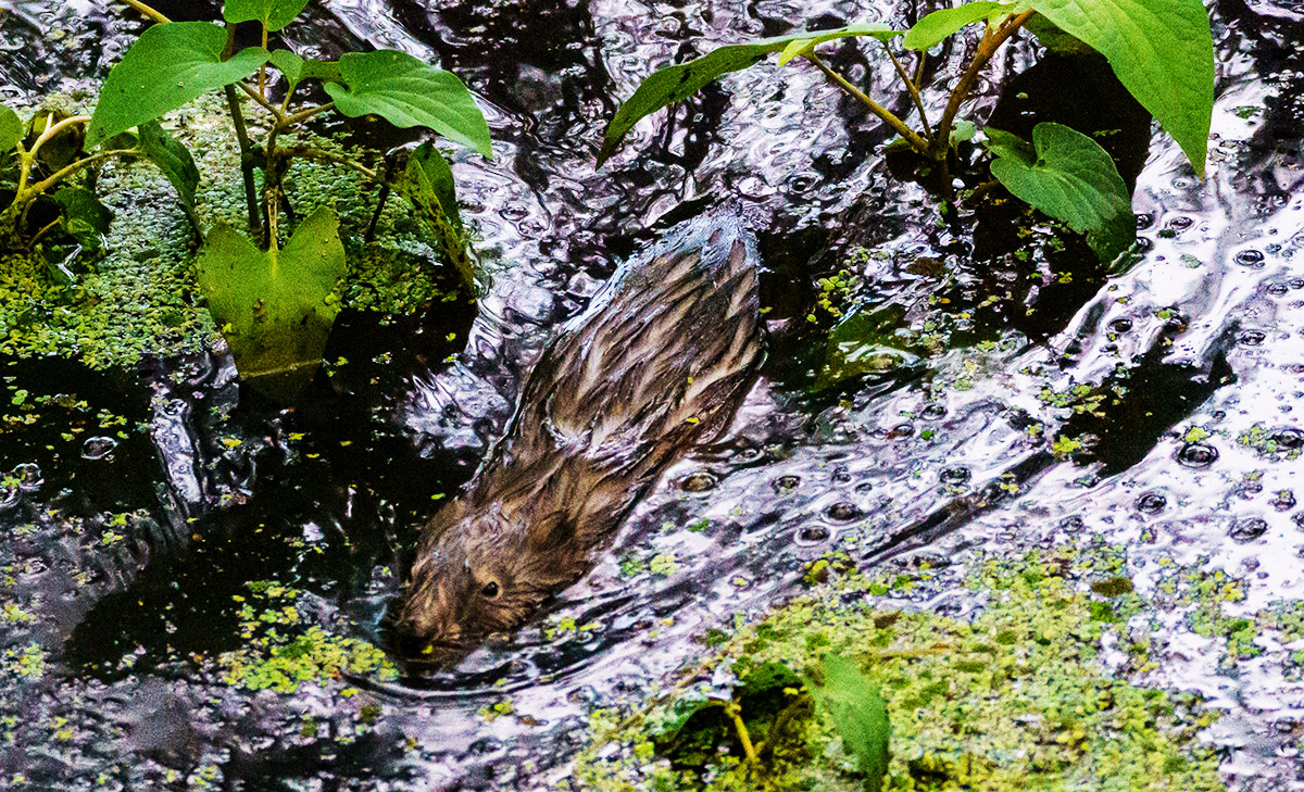 Un rat musqué nageant dans l'eau