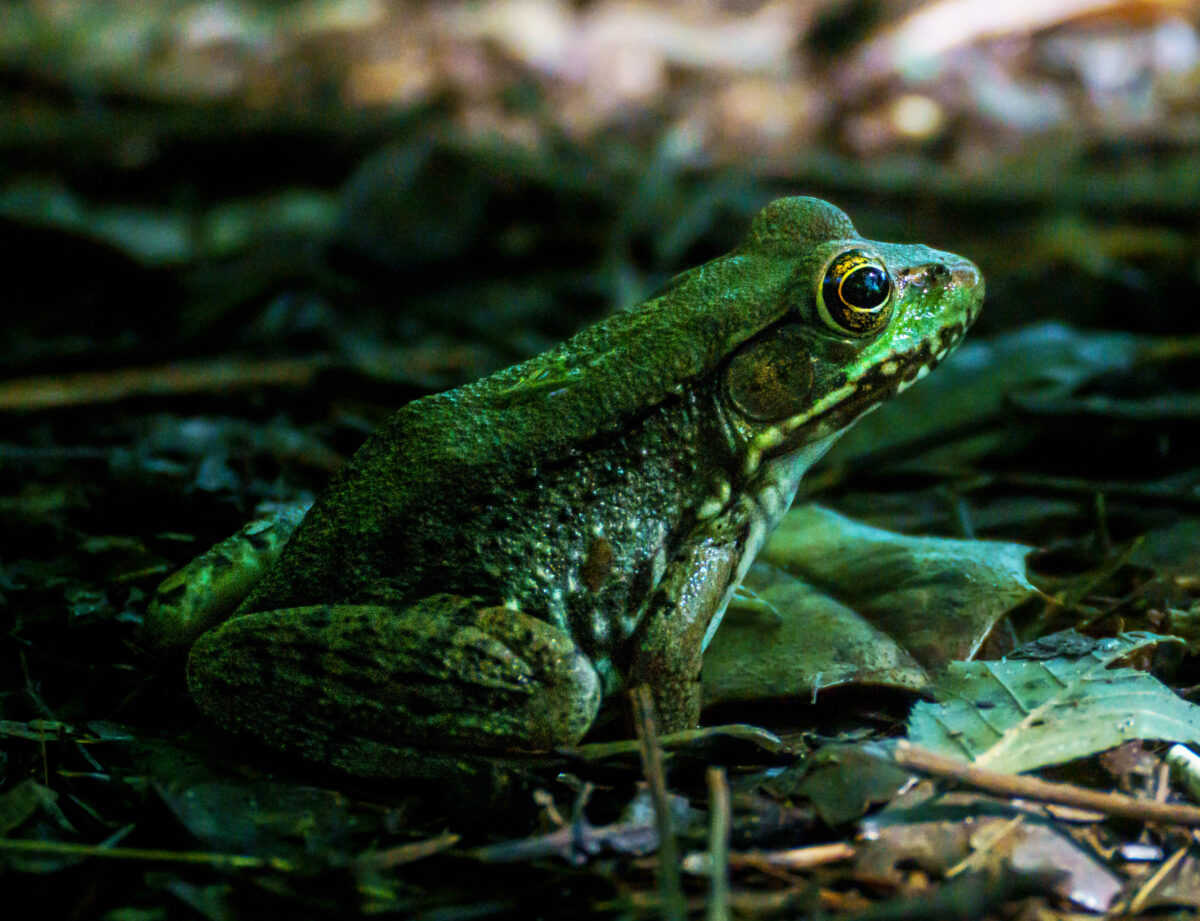 Une grenouille verte posant pour l'appareil photo.