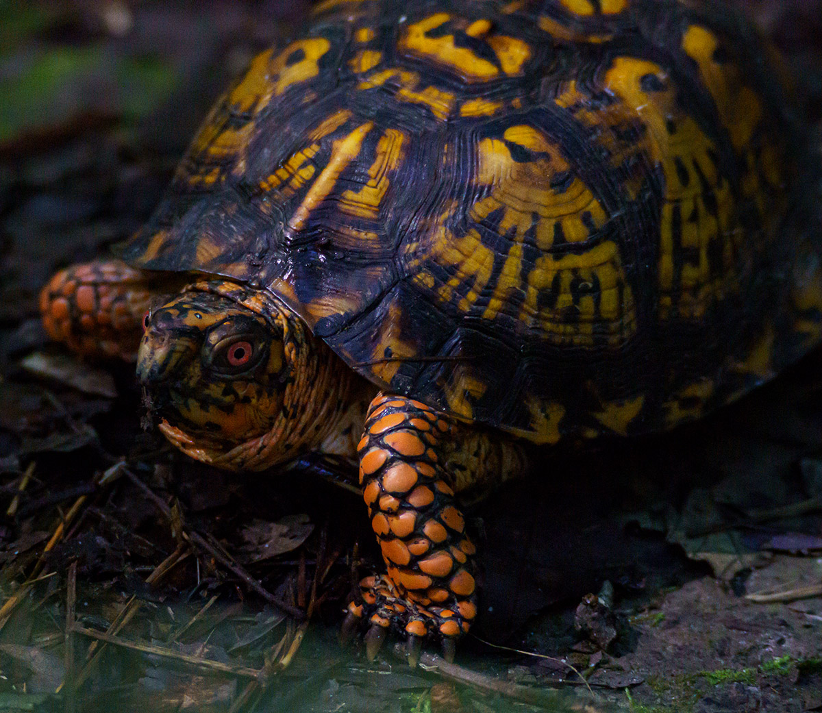 L'une des nombreuses tortues-boîtes du parc de Newport News.