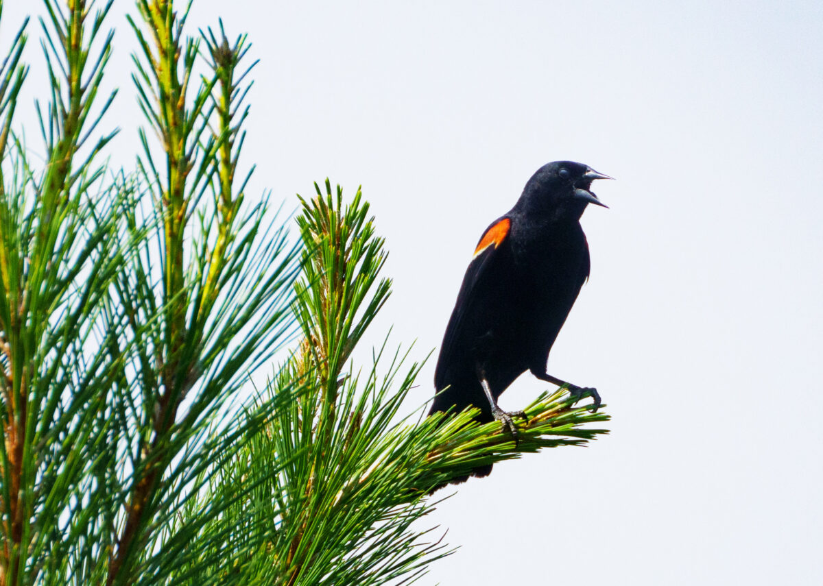Un merle à ailes rouges sur un pin