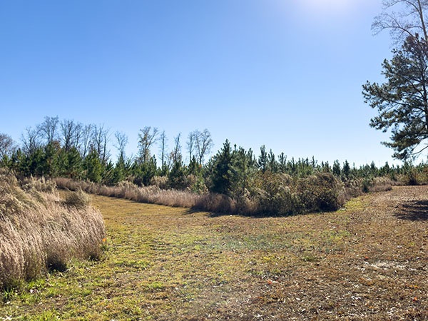 De nombreuses espèces de moineaux peuvent être trouvées dans les broussailles le long des sentiers bien entretenus. Crédit photo : Lisa Mease