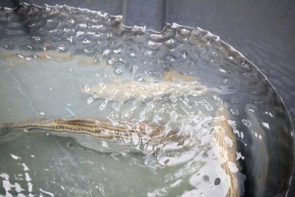 Bar rayé dans un bassin d'écloserie.