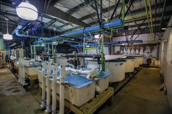 Image de l'écloserie intérieure montrant les bassins et les systèmes de pompage.