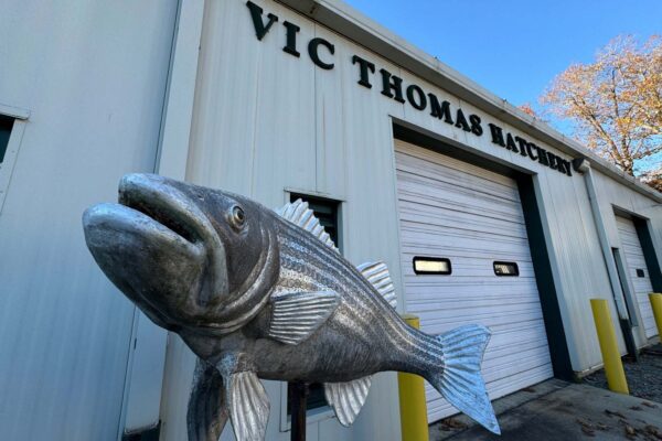 Installation devant l'écloserie Vic Thomas et une sculpture de poisson en métal.