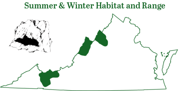 cliquez pour agrandir l'image de l'aire de répartition de la chauve-souris à grandes oreilles de Virginie