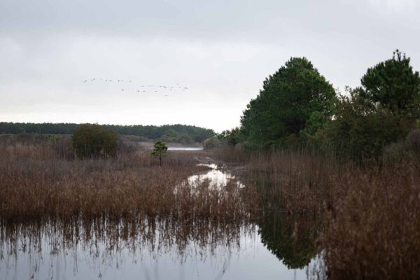 Paysage montrant de l'eau, de la végétation et une volée d'oiseaux volant au-dessus de la tête.