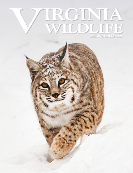 Janvier-février 2026 Virginia Wildlife Magazine image de couverture