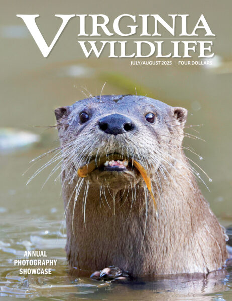 Juillet-août 2025 Virginia Wildlife Magazine image de couverture