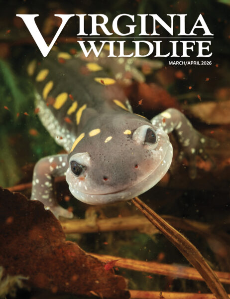 Mars-avril 2026 Virginia Wildlife Magazine image de couverture