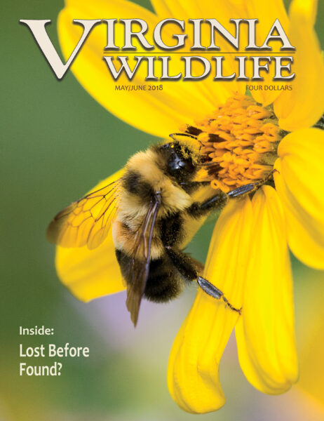 Image de la couverture d'une édition du magazine Virginia Wildlife ( 2018 ) représentant un bourdon à taches rouille se nourrissant d'une grande fleur jaune, avec la légende suivante : "inside : lost before found ?"