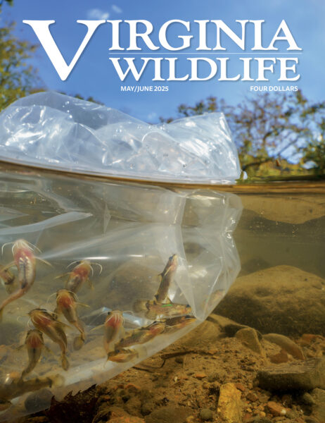 Mai-Juin 2025 Virginia Wildlife Magazine image de couverture