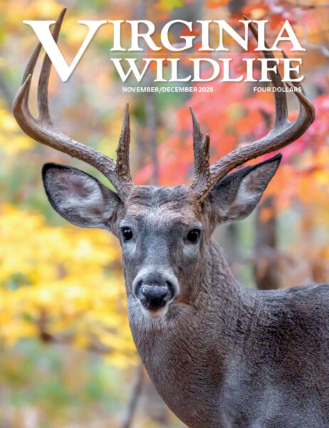 Novembre-décembre 2025 Virginia Wildlife Magazine image de couverture