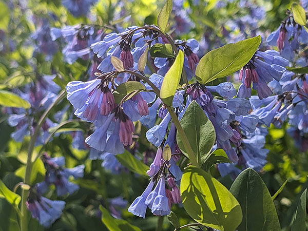 Une image de jacinthes de Virginie, l'une des nombreuses espèces de fleurs que l'on trouve dans la ZGV de Merrimac Farm.