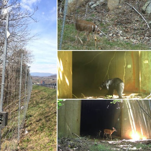Collage représentant une clôture près d'une route et plusieurs animaux à proximité, dont des cerfs et un ours noir.