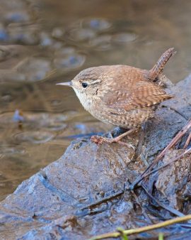 Troglodyte mignon perché sur un rocher humide près d'un ruisseau
