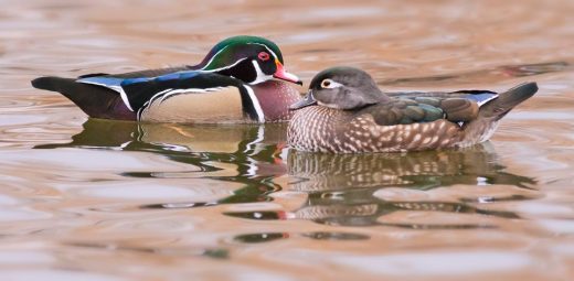 Couple de canards branchus avec le mâle à gauche et la femelle à droite 