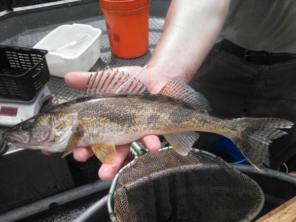 Une main tenant un petit poisson