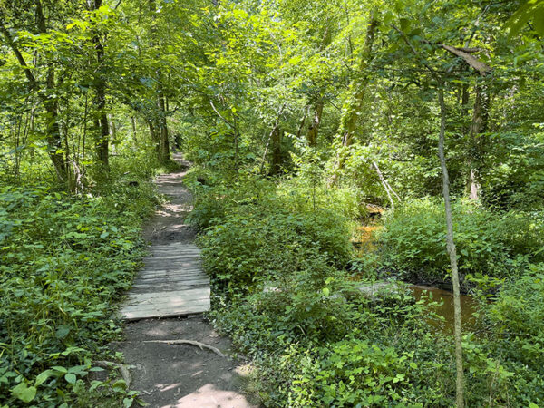 Les oiseaux, les reptiles et les amphibiens utilisent la couverture dense de l'habitat de la forêt marécageuse. Crédit photo : Lisa Mease