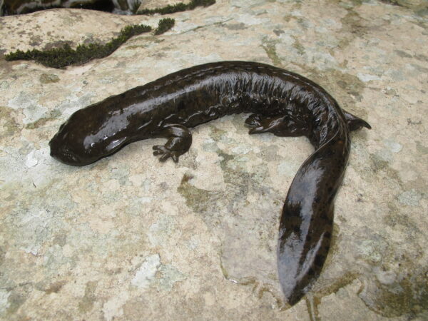 Un hellbender de l'Est sur un rocher.