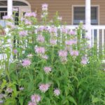 Fleurs de bergamote sauvage